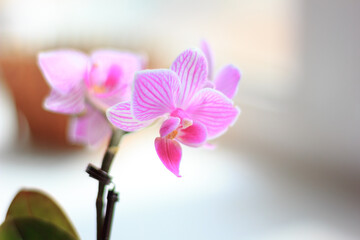 Beautiful palaenopsis mini orchid on the window