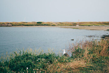Dutch seagull hidden in grass at panoramic Dutch nature of Wadden Sea Island terschelling