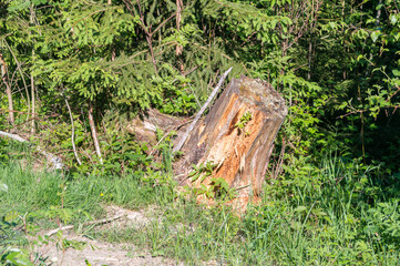 Dry tree stump in the forest.