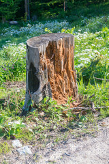 Dry tree stump in the grass in the forest.