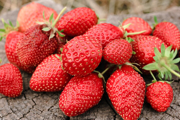 Heap of strawberries on natural wooden background. New fresh harvest, summer, summertime, garden concept. Organic gresh natural diet eco friendly food. 