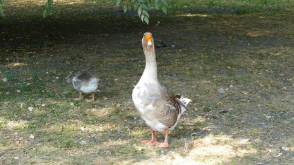 water birds walk in the city park 