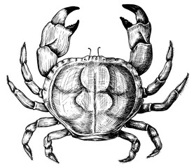 Hand drawn crab isolated 