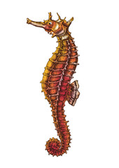 Hand drawn seahorse isolated