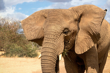 Naklejka na ściany i meble Close up of the African Bush Elephant in the grassland on a sunny day.