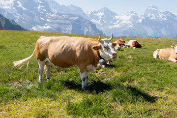 Fototapeta na wymiar Brown cow grazing on an Alp mountains in summer season in Switzerland with blue sky and green grass.