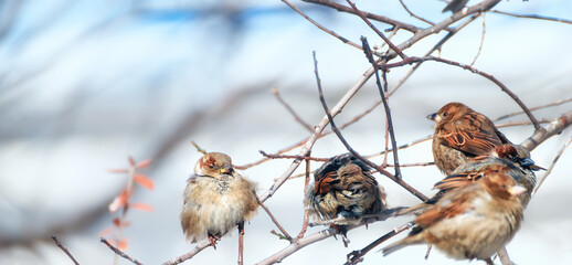 a flock of sparrows on the branches in the garden. The first warm spring days.