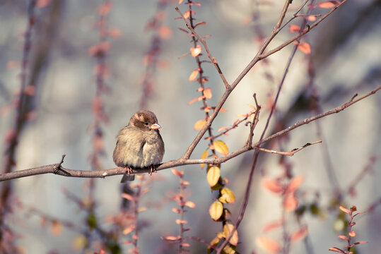 Cute little fluffy bird sparrow on a branch in the garden.
