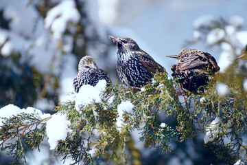 A pair of sparrows on a branch in early spring, in winter they sit facing away from each other.