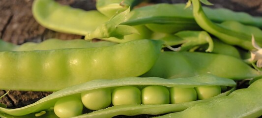 Fresh pods of sweet green peas as natural food summer harvest banner. Healthy eating, lifestyle.	