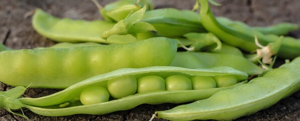 Fresh pods of sweet green peas as natural food summer harvest banner. Healthy eating, lifestyle.	