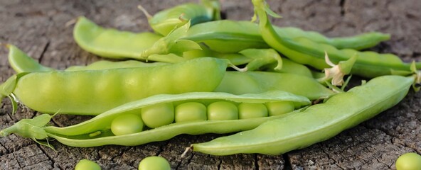 Fresh pods of sweet green peas as natural food summer harvest banner. Healthy eating, lifestyle.	