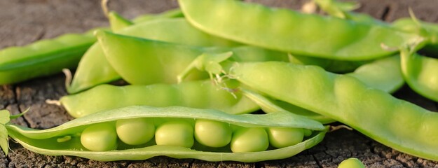 Fresh pods of sweet green peas as natural food summer harvest banner. Healthy eating, lifestyle.	