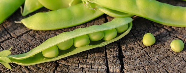 Fresh pods of sweet green peas as natural food summer harvest banner. Healthy eating, lifestyle.	