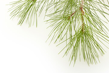 Obraz premium Pine tree twig on a white background
