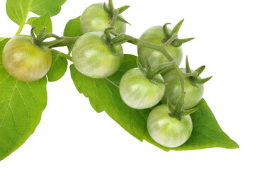 Organic fresh tomato with leaves isolated on white background