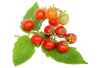 Organic fresh tomato with leaves isolated on white background