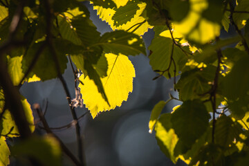 Lush green tree leaves illuminated by sunlight and dark blurred background of forest sahade. Copy space.