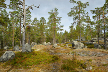Nationalpark Björnlandet in Schweden