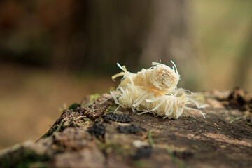 Fireplace on a wooden stump. Sunny day.