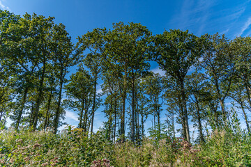 The old beeches, stretching towards the sky