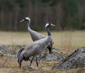 A pair of grey common cranes 