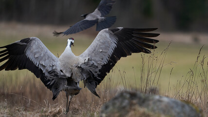 Crane chasing a raven
