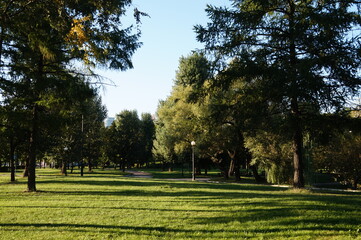 Obraz na płótnie Canvas trees in the park