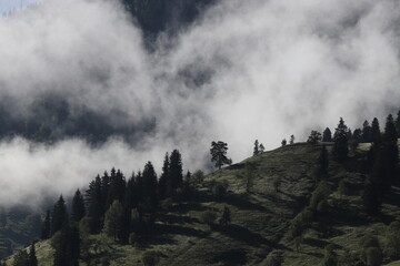 Foggy mountain landscape with fir forest. artvin