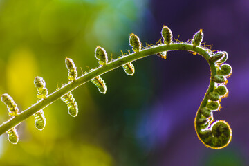 Fern with colourfull background