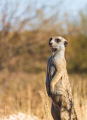 meerkat on guard