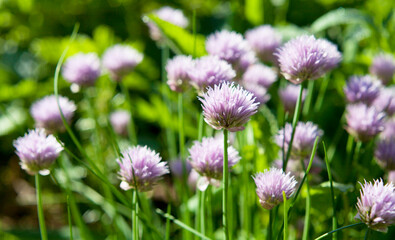 Allium schoenoprasum -  delicious herb - green chives blooming in pink in the vegetable garden.