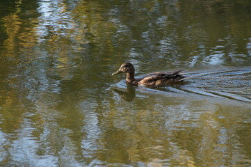 duck in the water