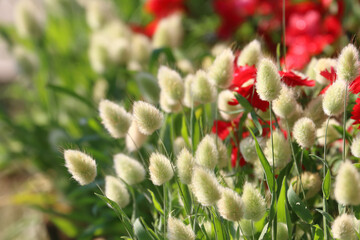Hare’s tail grass/Bunnytail grass (Lagurus ovatus) the ornamental grass in warm day