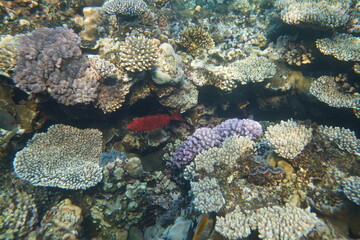 Underwater view of the coral reef. Life in the ocean. School of fish. Coral reef and tropical fish in the Red Sea, Egypt. world ocean wildlife landscape.