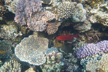 Underwater view of the coral reef. Life in the ocean. School of fish. Coral reef and tropical fish...