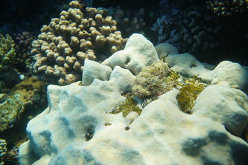 Underwater view of the coral reef. Life in the ocean. School of fish. Coral reef and tropical fish in the Red Sea, Egypt. world ocean wildlife landscape.