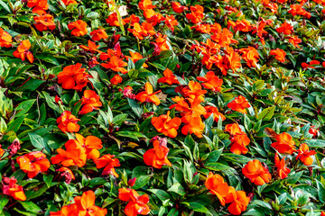 czerwone kwiat ogrodowe i balkonowe kwitnące w sierpniu i wrześniu w Europie i Polsce © Franciszek