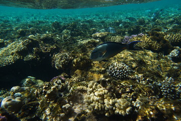 Underwater view of the coral reef. Life in the ocean. School of fish. Coral reef and tropical fish in the Red Sea, Egypt. world ocean wildlife landscape.