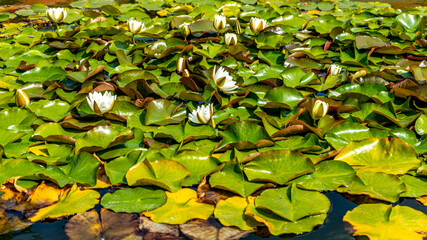 Lilia wodna Alba Biała, kwiat i roślina wodna