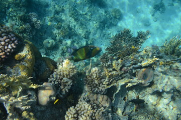 Obraz na płótnie Canvas Underwater view of the coral reef. Life in the ocean. School of fish. Coral reef and tropical fish in the Red Sea, Egypt. world ocean wildlife landscape.