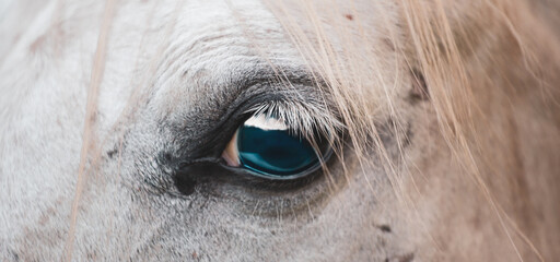 Horse eye close up detail. The navy blue eye of a white Arabian horse