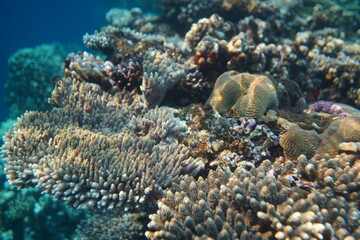Naklejka na ściany i meble Underwater view of the coral reef. Life in the ocean. School of fish. Coral reef and tropical fish in the Red Sea, Egypt. world ocean wildlife landscape.