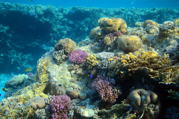Plakat Underwater view of the coral reef. Life in the ocean. School of fish. Coral reef and tropical fish in the Red Sea, Egypt. world ocean wildlife landscape.