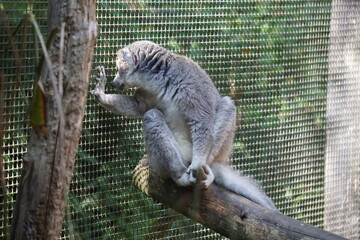 CROWNED LEMUR
Eulemur coronatus at Linton ZOO, photographed in September 2021
