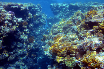 Fototapeta na wymiar Underwater view of the coral reef. Life in the ocean. School of fish. Coral reef and tropical fish in the Red Sea, Egypt. world ocean wildlife landscape.