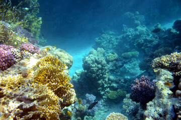 Underwater view of the coral reef. Life in the ocean. School of fish. Coral reef and tropical fish in the Red Sea, Egypt. world ocean wildlife landscape.