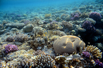 Fototapeta na wymiar Underwater view of the coral reef. Life in the ocean. School of fish. Coral reef and tropical fish in the Red Sea, Egypt. world ocean wildlife landscape.