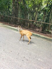 Herd of male and female deer in the field in Chainat Province, Thailand.
