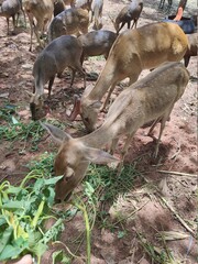 Herd of male and female deer in the field in Chainat Province, Thailand.